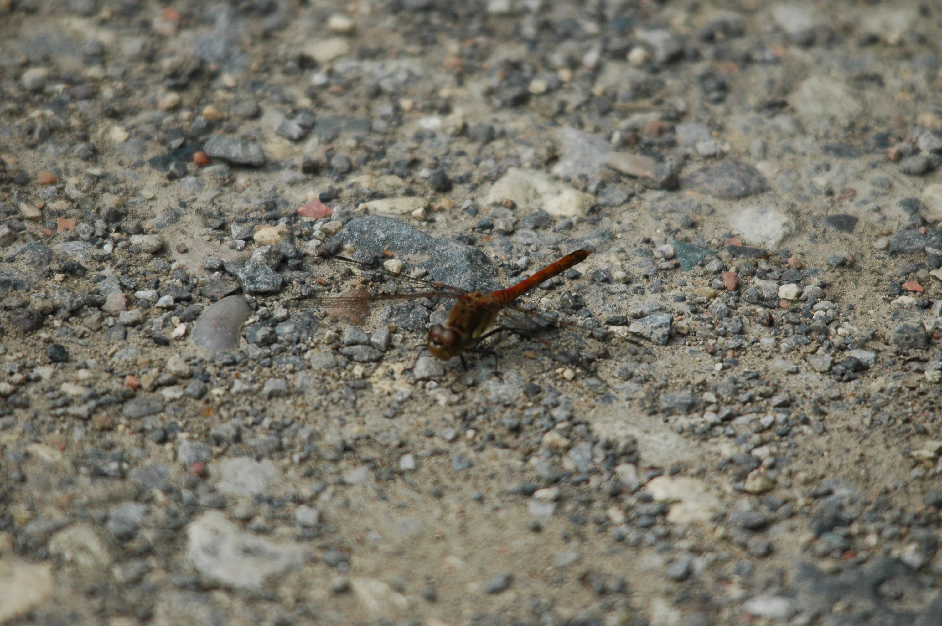 photos/wildlife/Invertebrate_Species/Dragonflies/Brown Hawker/dsc_2856.jpg